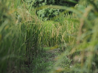 A view down a narrow, earthen path framed by tall, green rice stalks with visible maturing grain ears, suggesting a path through a rural farming area.