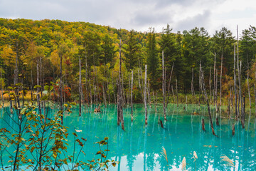 白金青い池（北海道・美瑛）｜BluePond,Biei,Hokkaido