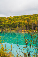 白金青い池（北海道・美瑛）｜BluePond,Biei,Hokkaido