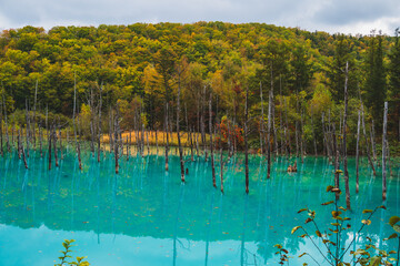 白金青い池（北海道・美瑛）｜BluePond,Biei,Hokkaido