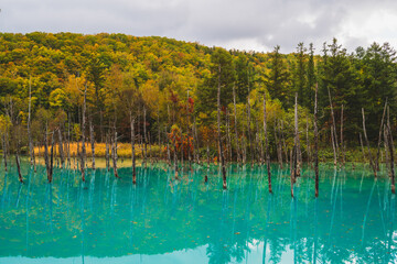 白金青い池（北海道・美瑛）｜BluePond,Biei,Hokkaido