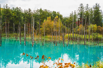 白金青い池（北海道・美瑛）｜BluePond,Biei,Hokkaido