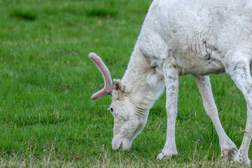 Domestic reindeer with white fur feeding on the meadow on a late summer night in Finland, Northern Europe	