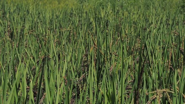 A wide, dense view of a rice field with tall green stalks and leaves, showing the dark, almost black, heads of ripening rice (likely Black Rice or Riceberry) interspersed throughout.