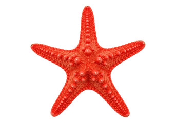 Vibrant red starfish isolated on transparent background, echinoderm marine animal with bumpy texture for ocean life and summer themes PNG