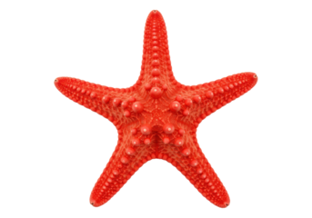 Vibrant red starfish isolated on transparent background, echinoderm marine animal with bumpy texture for ocean life and summer themes PNG