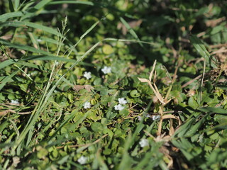 An herbaceous plant characterized by slender stems, small, narrow leaves, and tiny white to purplish flowers. It is highly valued in traditional medicine for its intensely bitter taste.