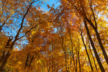 Autumn season. Fall leaves change color. Nature fall weather. Seasonal forest. Natural fallen leaves. Autumnal leaves on tree. Autumnal season nature. Bright color fall