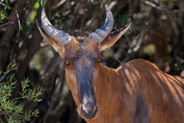 Closeup of a Tsessebe against a dark background
