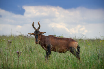 A red hartebeest standing in a field of grass