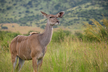 An adult female kudu standing in a field