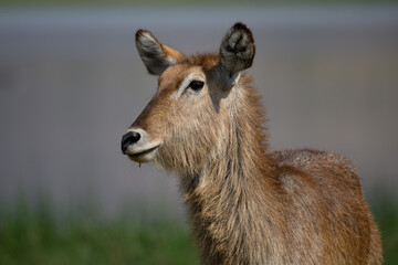 Frontal view of a female waterbuck