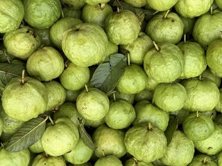 Abundant fresh green guavas are piled together showcasing their natural beauty and tropical appeal