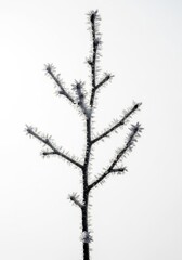 A black and white photo of a tree covered in frost