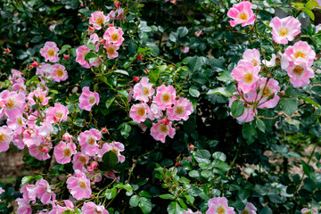 plants and nature in the Kyoto Botanical gardens