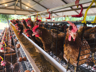 A brown laying hen is pictured inside a battery cage, representing the stark reality of commercial farming and industrial agriculture in modern egg production.