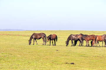 Obraz premium A herd of wild horses grazing in the countryside. Horses are feeding on green grass. Animal. Farm life. 