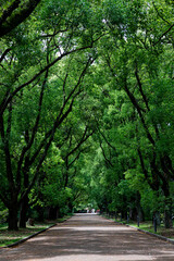 Obraz premium plants and nature in the Kyoto Botanical gardens