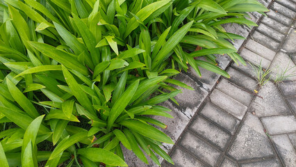 Green Plants Foliage Beside Gray Brick Pavement