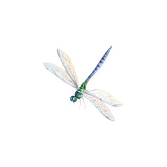 Watercolor dragonfly on an isolated background. Botanical illustration of blue dragonflies drawn by hand. Insect on water, Indian, Japanese design. Clipart for printing invitations and decorating.