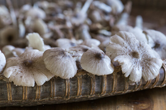 Termitomyces clypeatus,Termitomyces microcarpus .