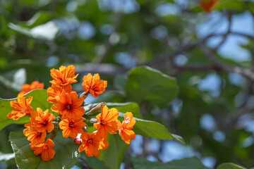 Geiger Tree Rose Flowers Beautiful Tulips Flowers Blooming Outdoors Garden