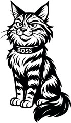 Fototapeta premium Maine Coon cat is wearing a collar