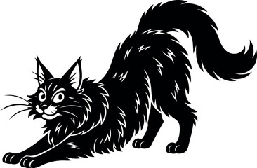 Maine Coon cat stretching with arched back