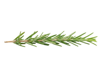 Fototapeta premium Fresh rosemary sprig isolated on transparent background, aromatic herb for cooking and seasoning food