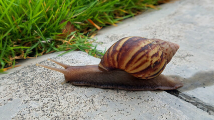 Snail Crawling on Concrete with Green Grass Background