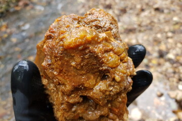 Gloved hand reveals a gnarly wet flint rock, showcasing bumpy botryoidal chalcedony formations amidst its earthy reddish-brown texture, found by a flowing stream