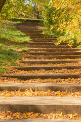 stairs in autumn forest