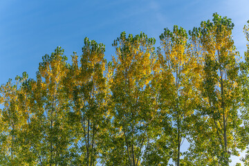 A row of poplar trees Populus glowing in golden yellow tones against a bright blue sky. The sunlight enhances the contrast between green and yellow leaves.
