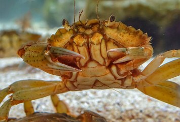 European green crab (Carcinus maenas) underwater among stones. Native coastal species in Europe, invasive in many other parts of the world