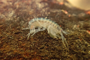 Close-up of a freshwater amphipod (Gammarus) on riverbed sediment, showing its translucent body and fine details of limbs. Important species in aquatic ecosystems