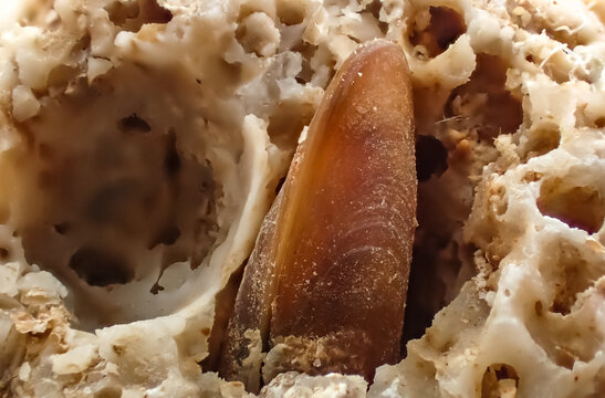 Close-up of a rock-boring bivalve (Pholas dactylus) inside its limestone burrow. Marine mollusk adapted to drilling and living in solid rock