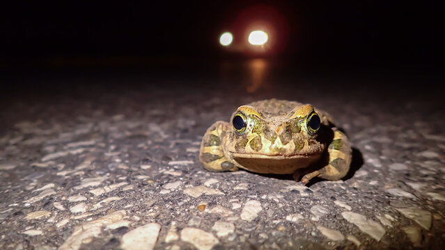 European green toad crossing a road at night illuminated by car lights, symbolizing amphibian decline and human impact on wildlife habitats