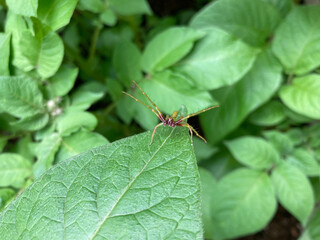 葉っぱの上で威嚇する小さな黄緑色の蜘蛛　ワカバグモ