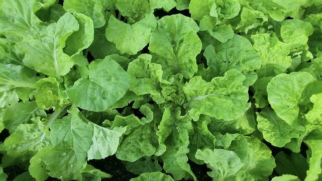 Fresh escarole vegetable under sunshine.