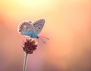 Soft-lit butterfly on flower at golden hour