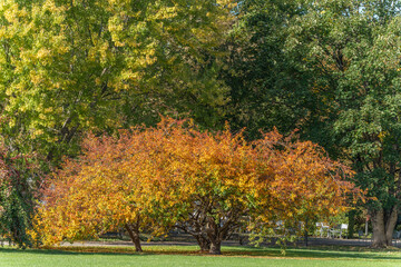 Naklejka premium A small tree with orange leaves stands before tall green trees in a park. The scene radiates a peaceful autumn mood.