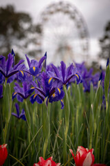 blue iris heads portrait