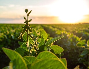 Soybean field at sunset