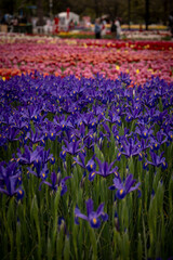 focus on blue iris in front and pink tulips behind portrait