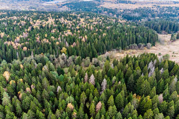 Aerial view of a lush mixed forest. Evergreen spruces dominate, interspersed with fall foliage. Vast woodland scene, capturing autumn's beauty
