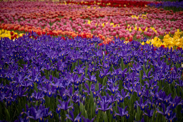 blue iris in front and pink and red tulips in back landscape
