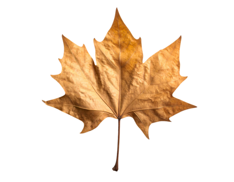A single, dried, brown maple leaf isolated on a black background - Powered by Adobe