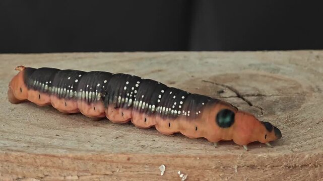 A large, distinctive Oleander Hawk-Moth caterpillar (Daphnis nerii) in its late instar stage, featuring red-orange and dark brown colors with a prominent blue eyespot, resting on a cut wooden surface.