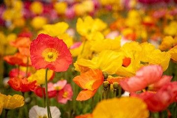 red close up poppy in a yellow poppy field landscape