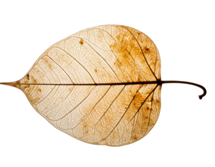 A delicate leaf skeleton with intricate veins, set against a stark black background